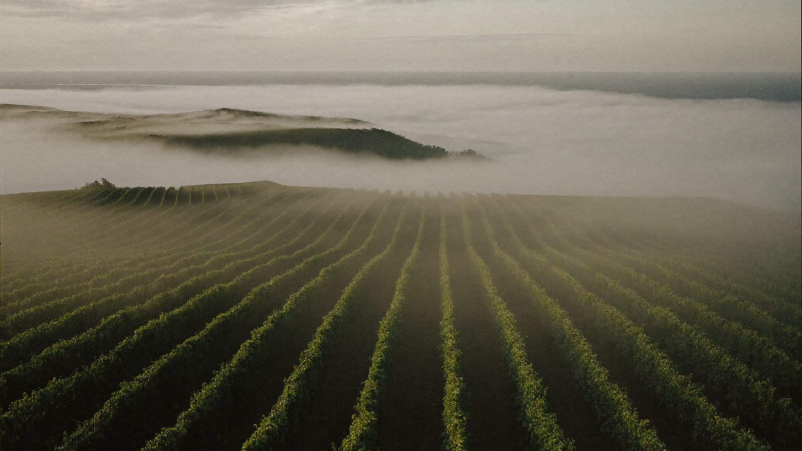 Vine rows on a north-facing slope disappearing into morning fog